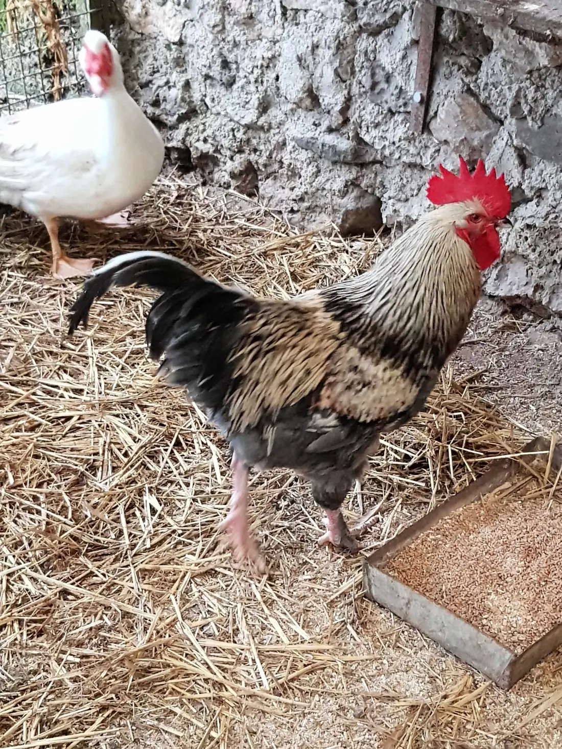 Gîte de France Der kleine Bauernhof 3 Ohren