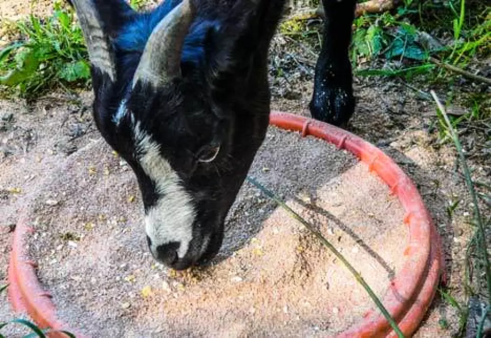 Camping Lac aux Oiseaux4 étoiles★★★★