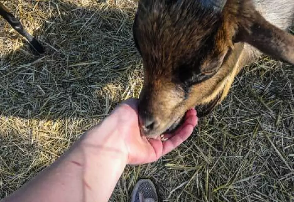 Camping Lac aux Oiseaux4 étoiles★★★★