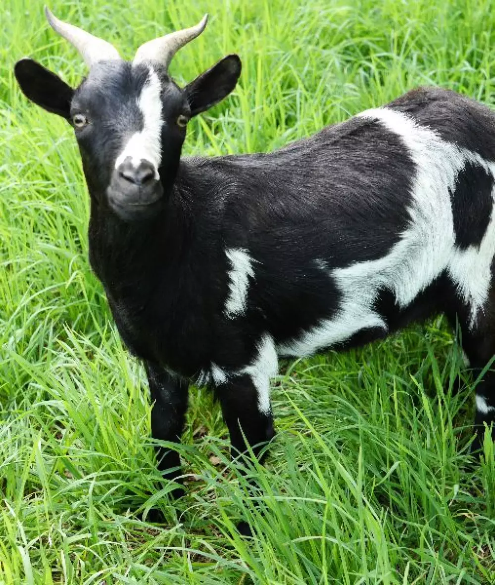 Camping Lac aux Oiseaux4 étoiles★★★★