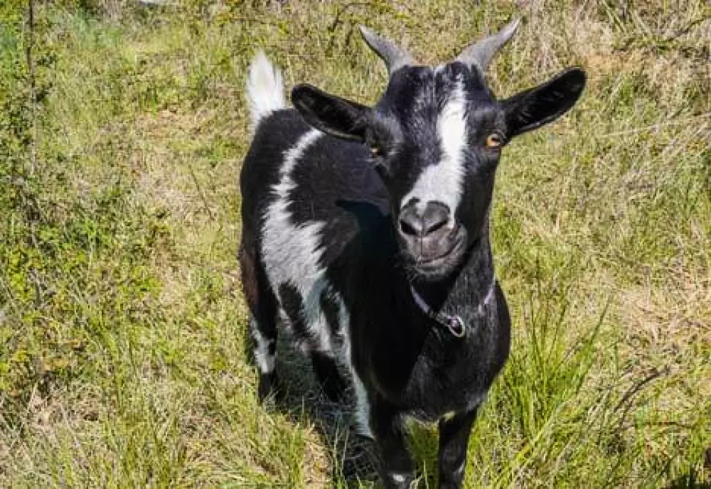 Camping Lac aux Oiseaux4 étoiles★★★★