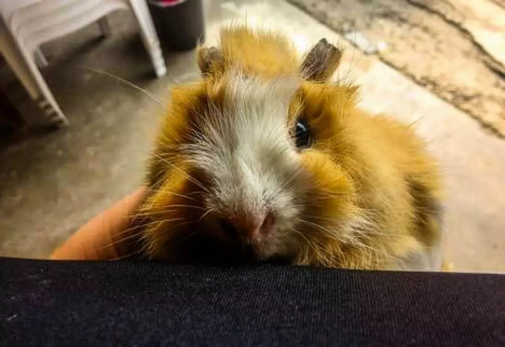 Camping Lac aux Oiseaux4 étoiles★★★★