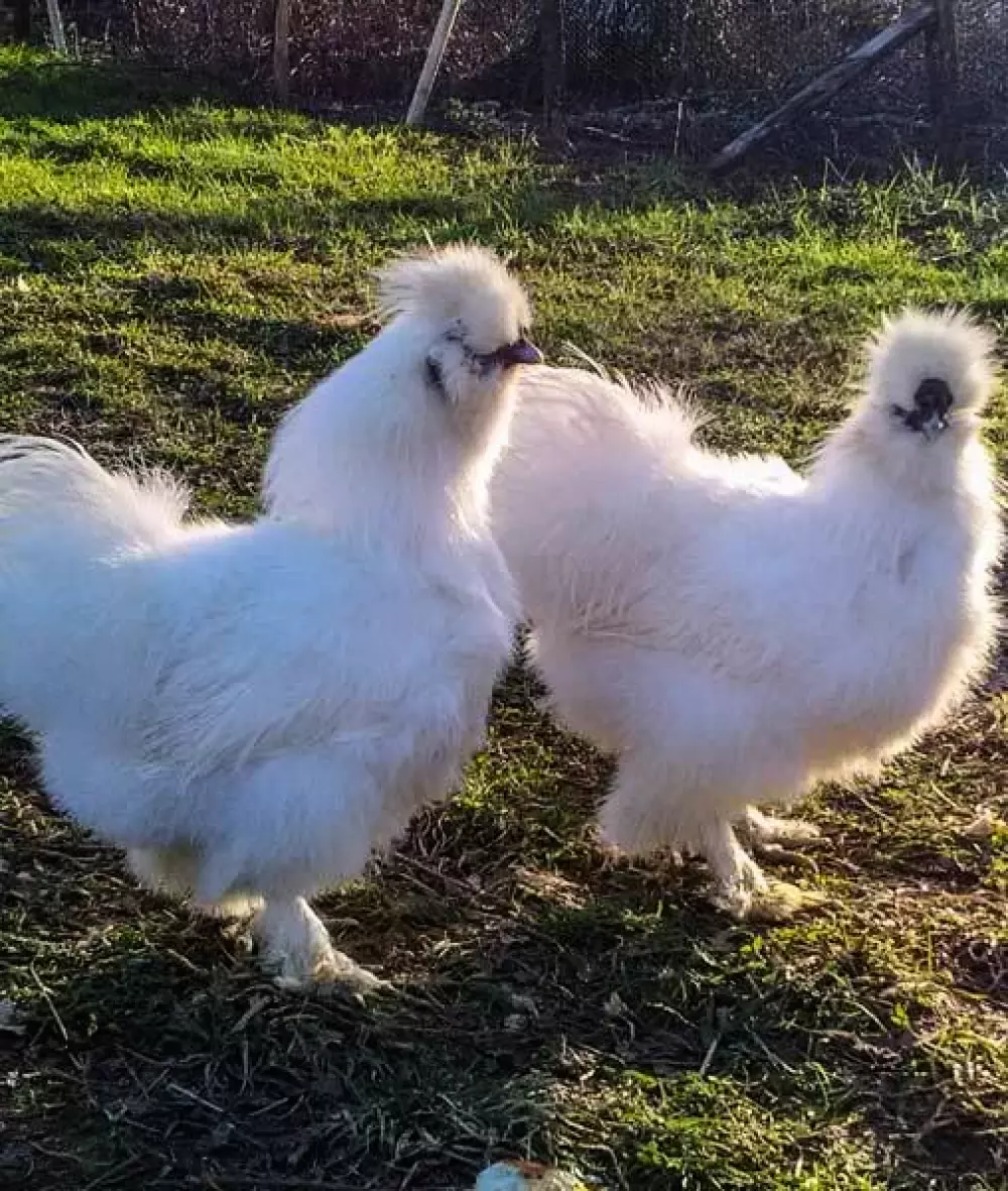 Camping Lac aux Oiseaux4 étoiles★★★★