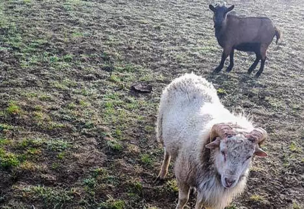 Camping Lac aux Oiseaux4 étoiles★★★★