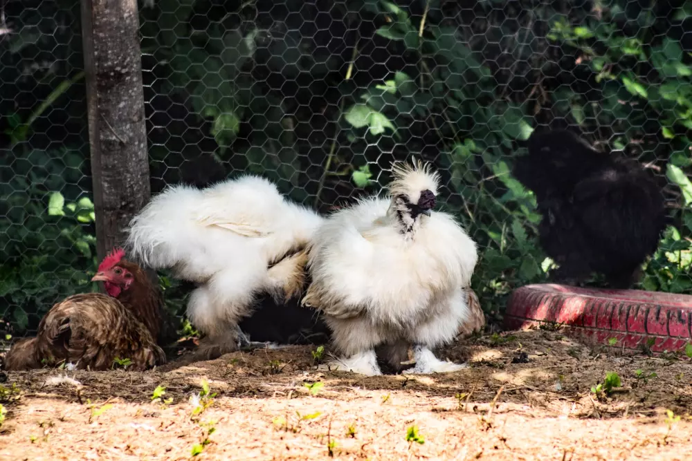 Blumen Camping Le Lac aux Birds 3 Sterne★★★