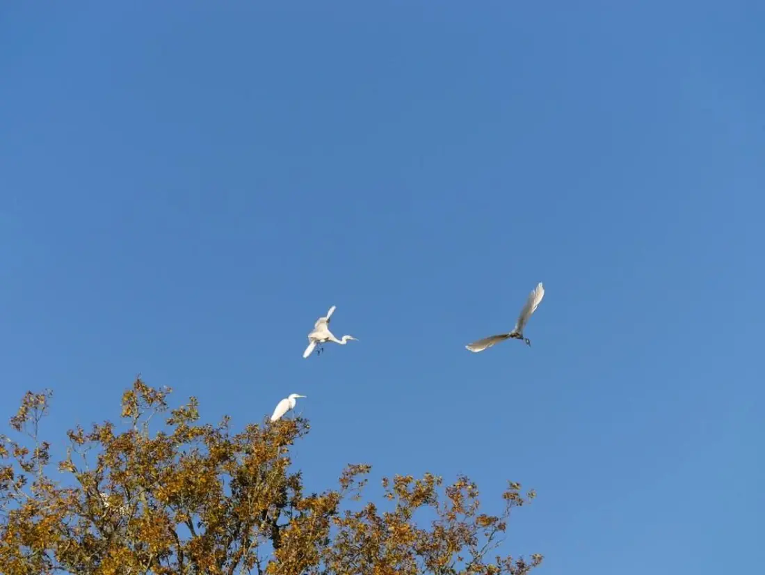Flower Camping Le Lac aux Birds 4 Stars★★★★