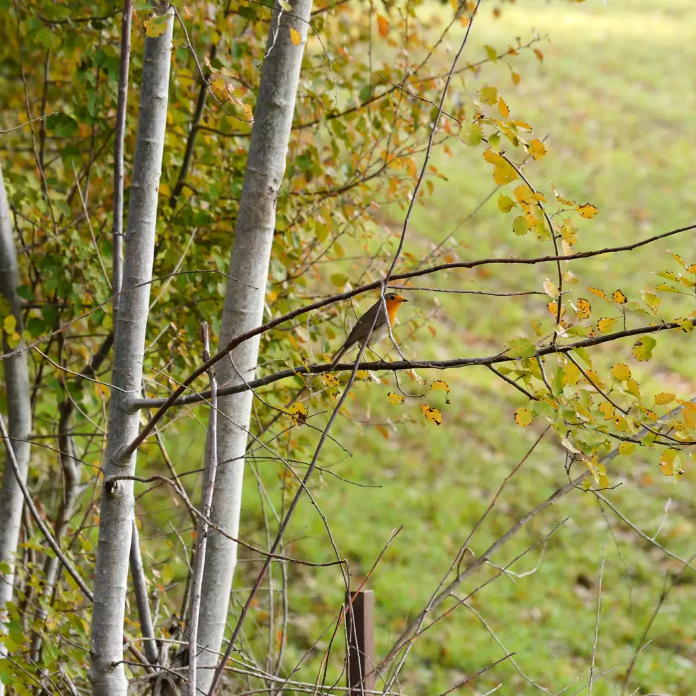 Blumen Camping Le Lac aux Birds 3 Sterne★★★