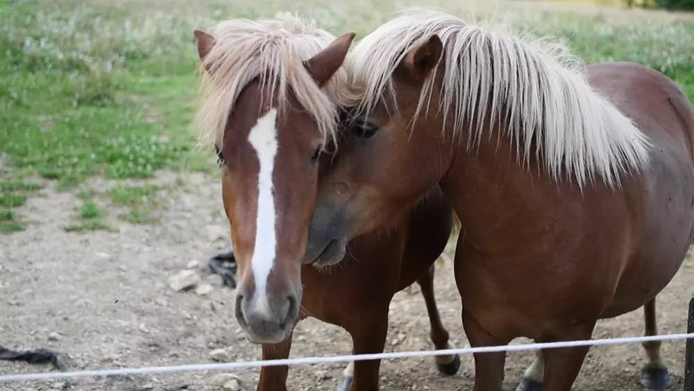 Blumen Camping Le Lac aux Birds 3 Sterne★★★