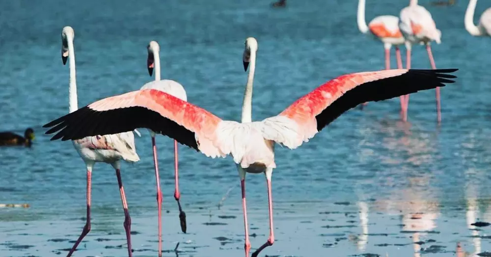 Camping Pascalounet3 Sterren★★★