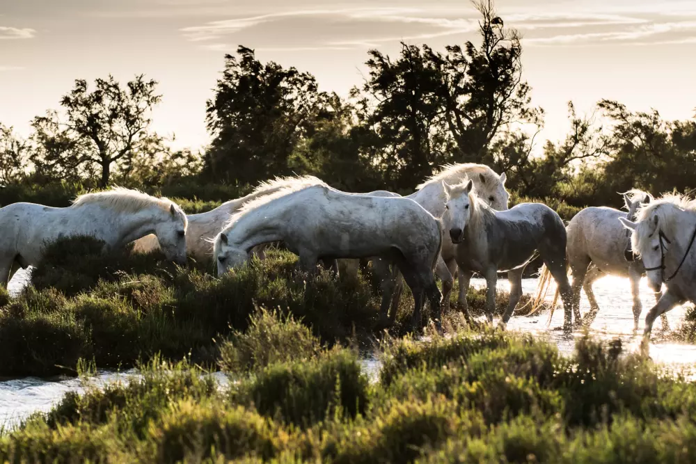 Camping Pascalounet3 Sterren★★★