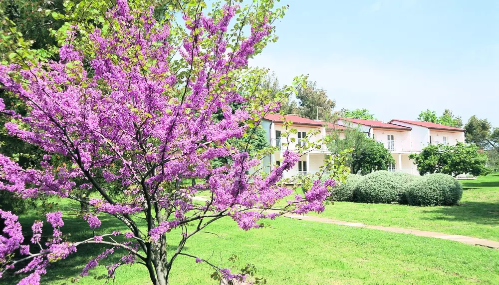 Arena Ai Pini Resort 3 Stars★★★