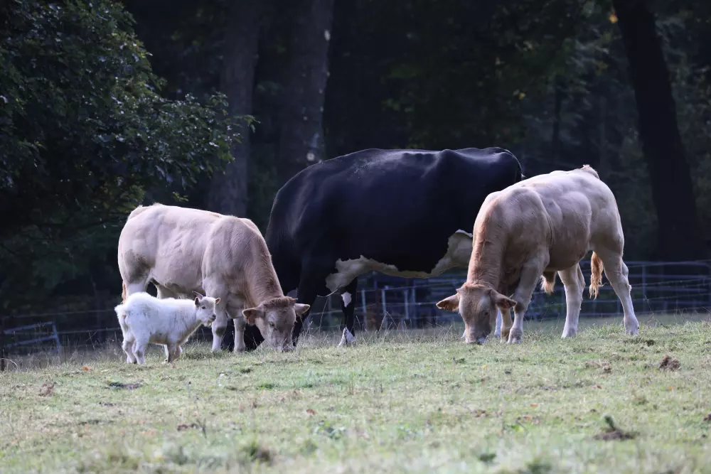 Camping Le Clos Cacheleux4 Sterren★★★★