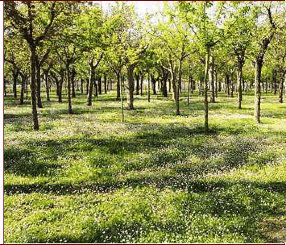 Club del Sole Adriatico Cervia Easy Camping Village 3 Stars★★★