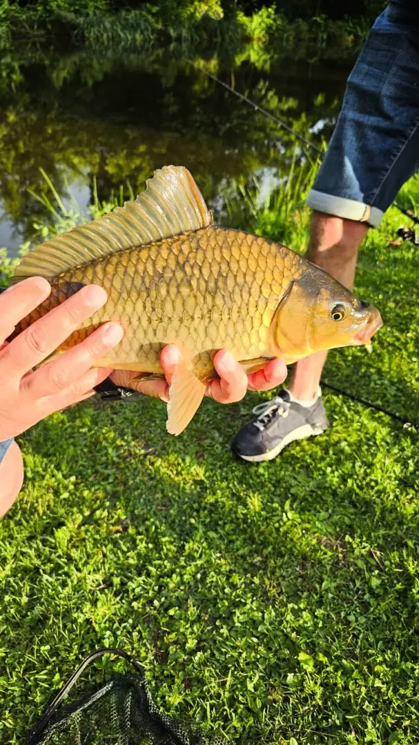 Gîte de France Etang 2 Ohren