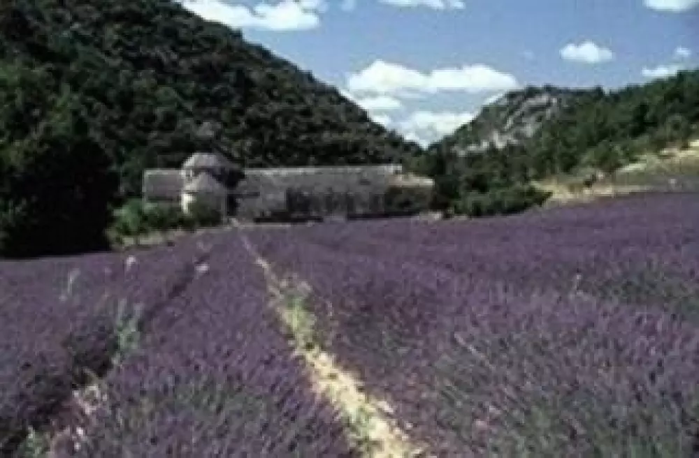 Camping La Pinède en Provence 3 Sterne★★★