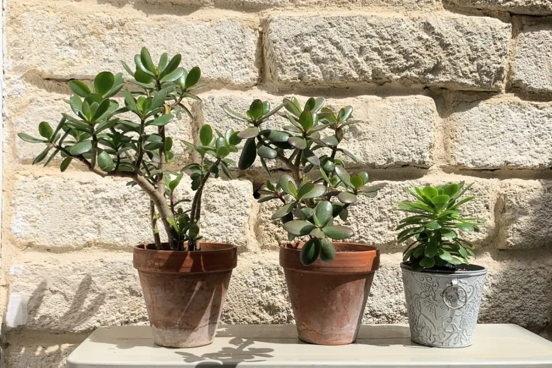 Home Chic Home - A Bazille Terrace