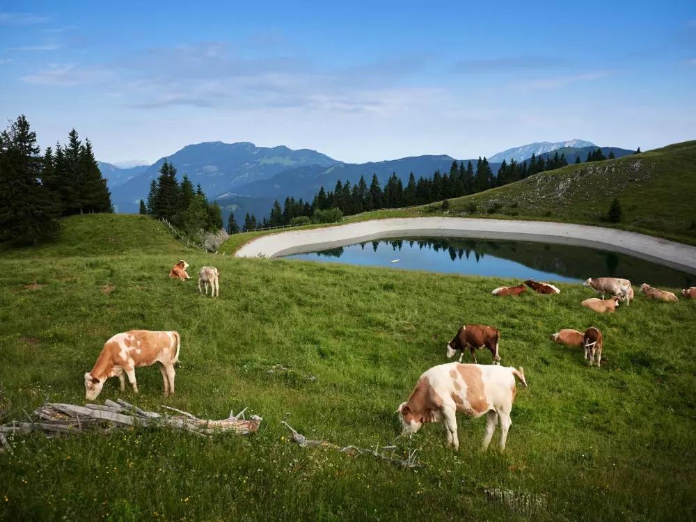 Forest Camping Mozirje 3 Stelle★★★