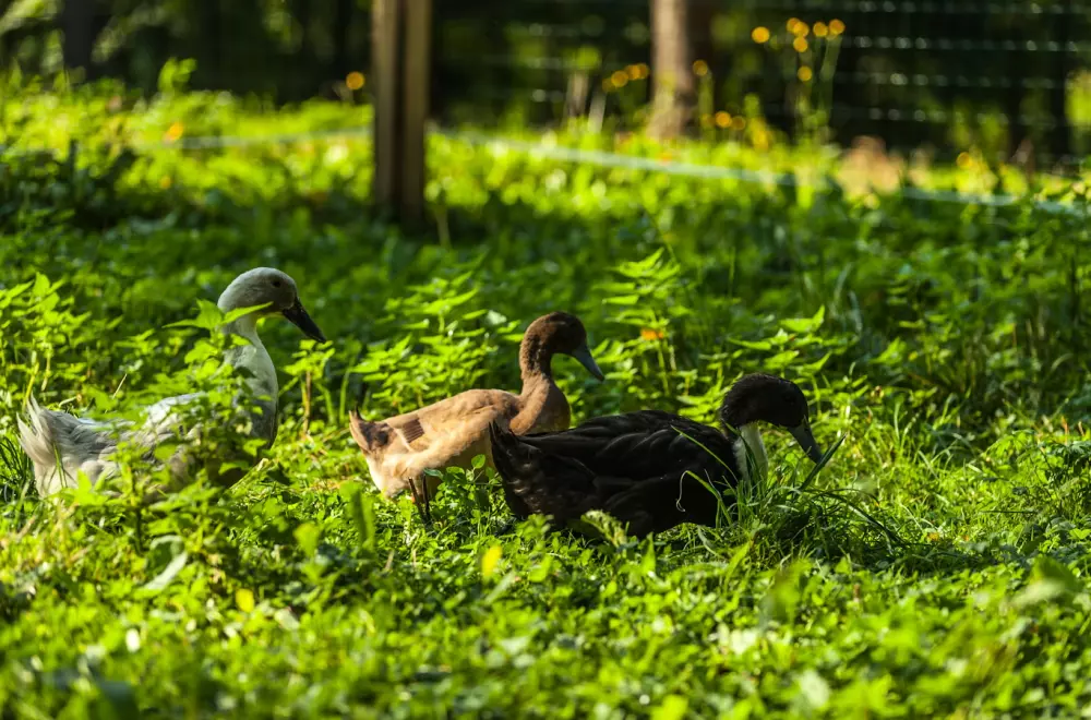 Forest Camping Mozirje 3 Stelle★★★