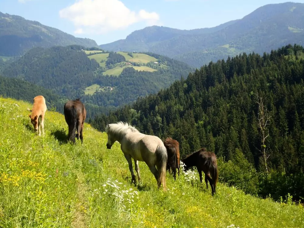 Forest Camping Mozirje 3 Stelle★★★