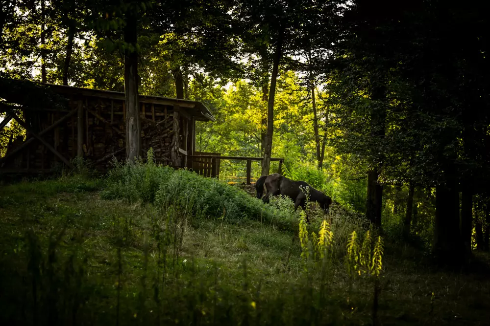 Forest Camping Mozirje 3 Stelle★★★