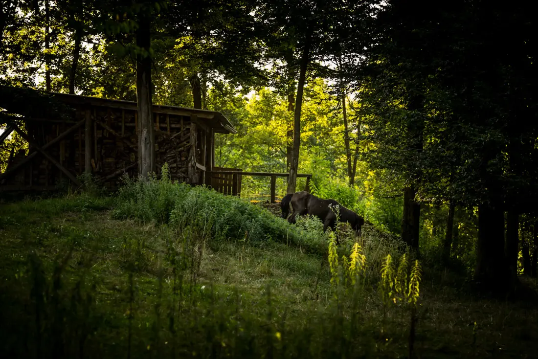 Forest Camping Mozirje 3 Gwiazdy★★★