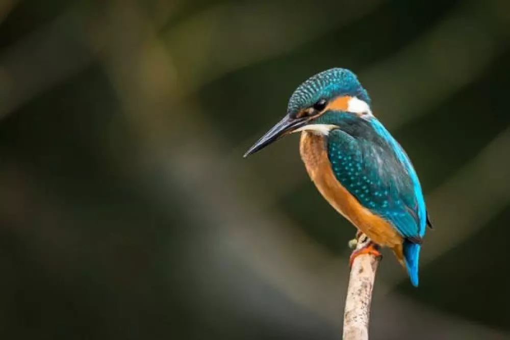 Camping Les Fées du Lac3 Sterne★★★