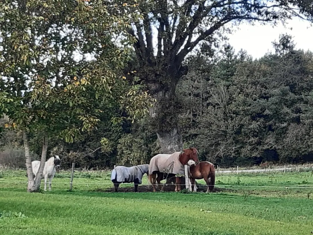 Gîte de France Die zitternden Rosen 3 Ohren