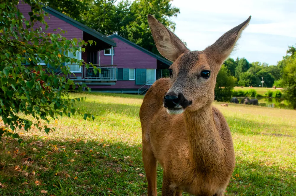 Residence Goélia Le Domaine des Nouailles3 Stars★★★