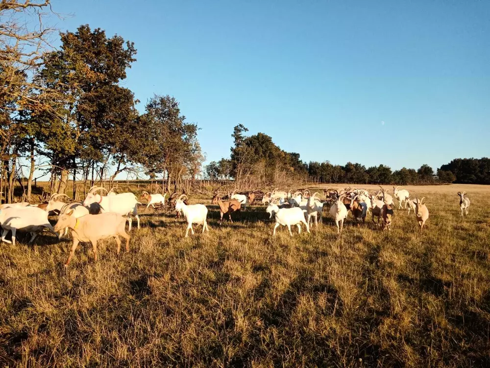 Croq 'Epines - Parcel Tiny House