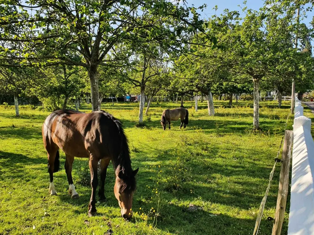 Gîte de France Gîtes de france® - farmház Hérault 3 fül