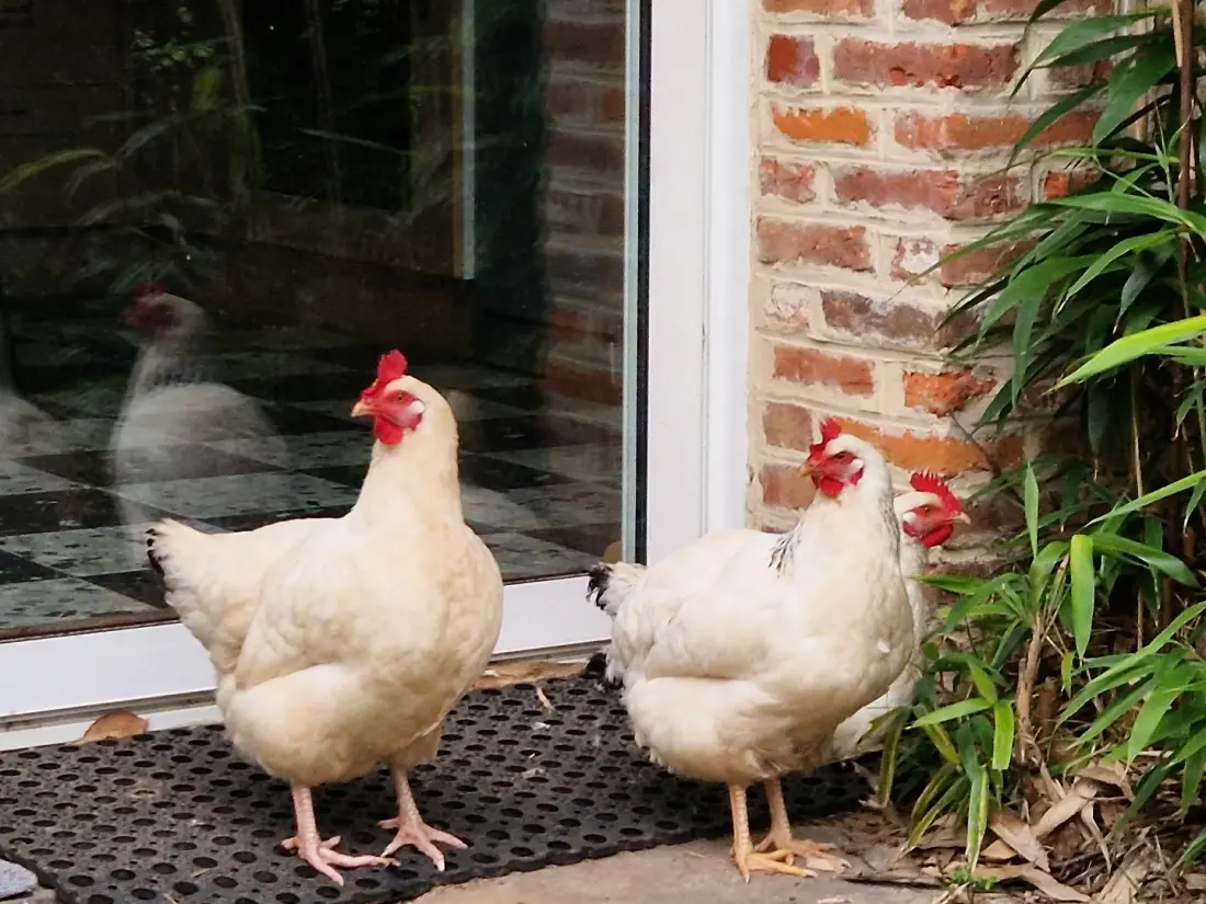 Gîte de France Gîtes de france® - farmház Hérault 3 fül