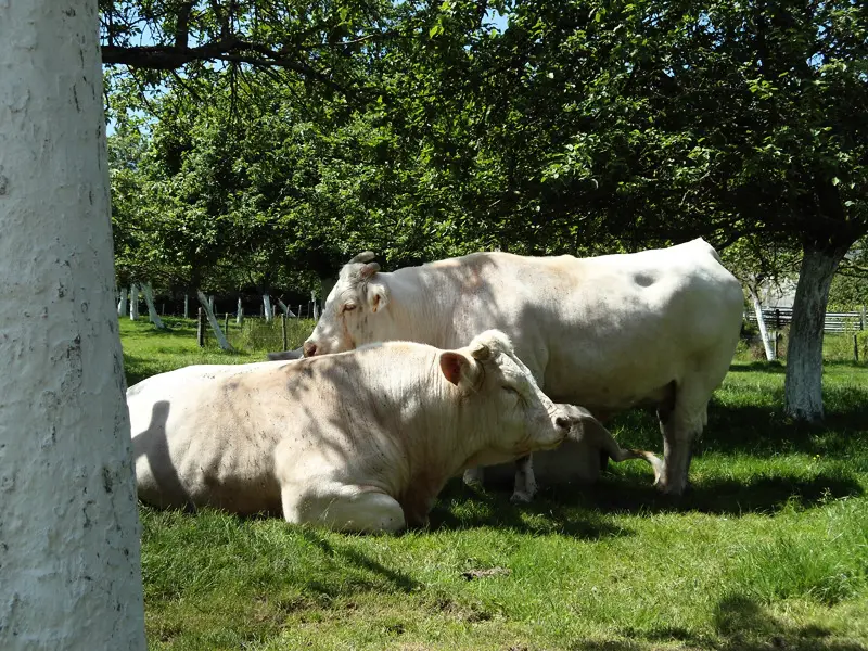 Gîte de France Gîtes de france® - farmház Hérault 3 fül