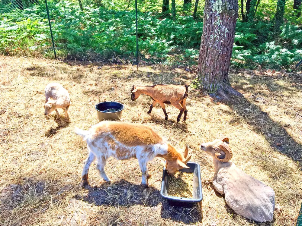 Camping Lou Pignada 4 Sterren★★★★