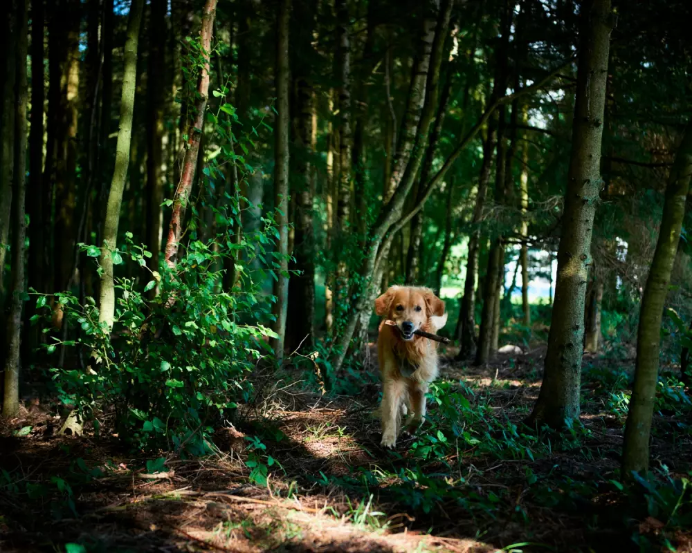 Vestbirk Camping 3 étoiles★★★