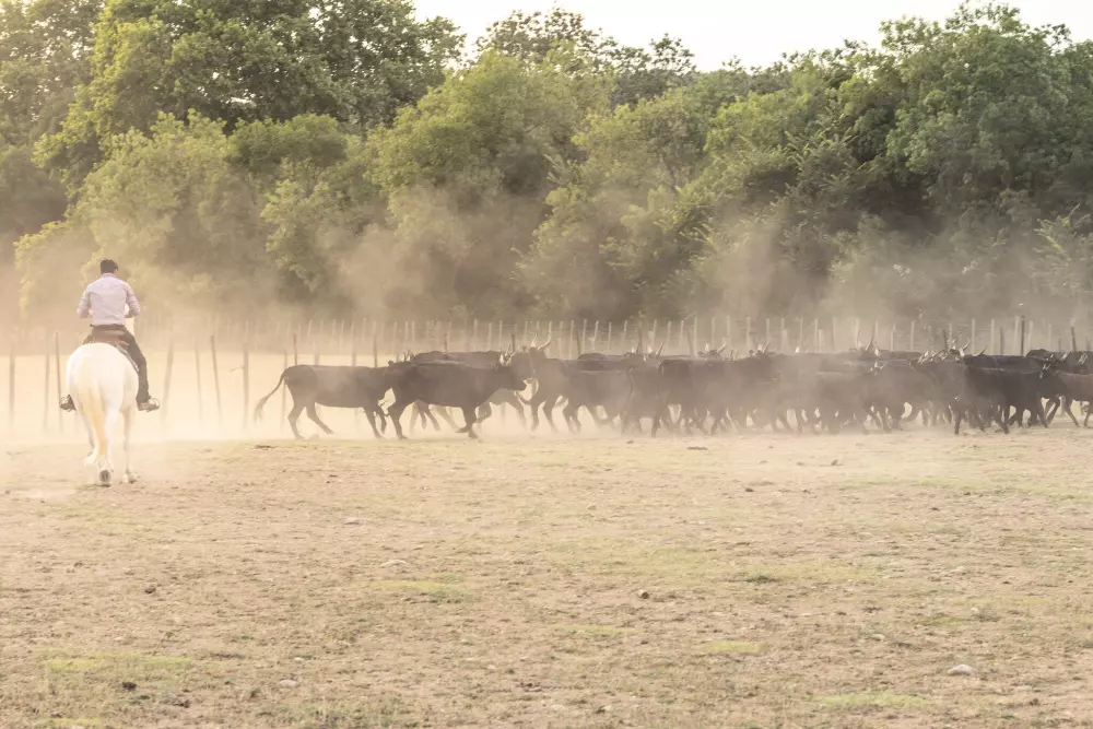 Campingplatz Le Palavas