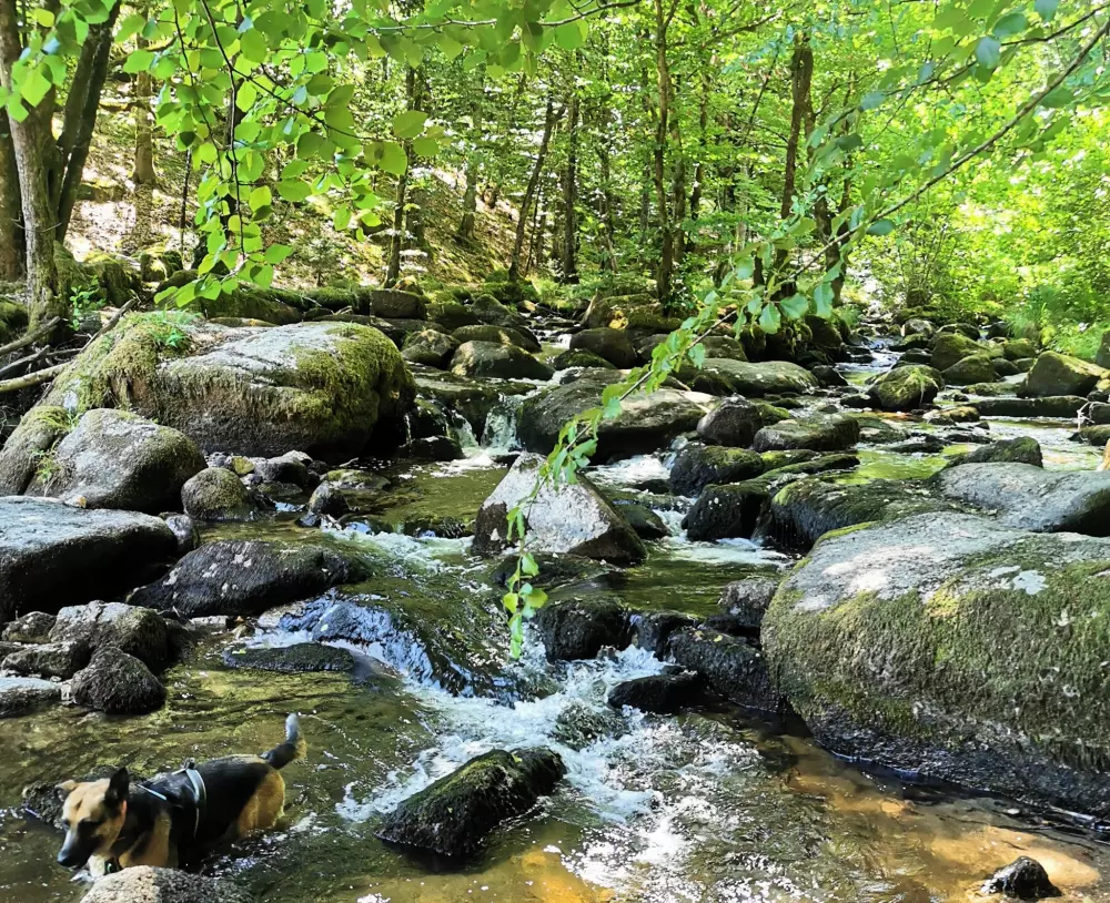 Campingplatz Les Sapins de Correze 3 Sterne★★★