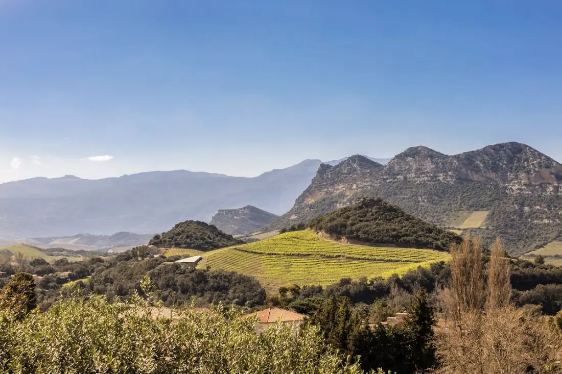 Fiore Di Vita