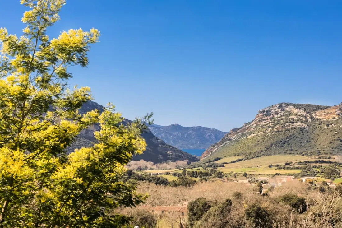 Fiore Di Vita