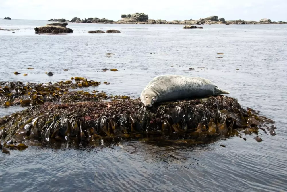 Blomster Camping Cap Finistère Tætning