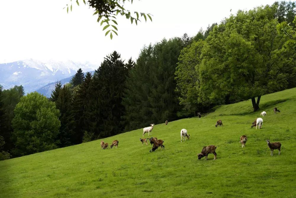 Campsite Bella Austria4 Stars★★★★