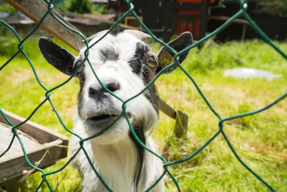 Campsite Bella Austria - Nie.