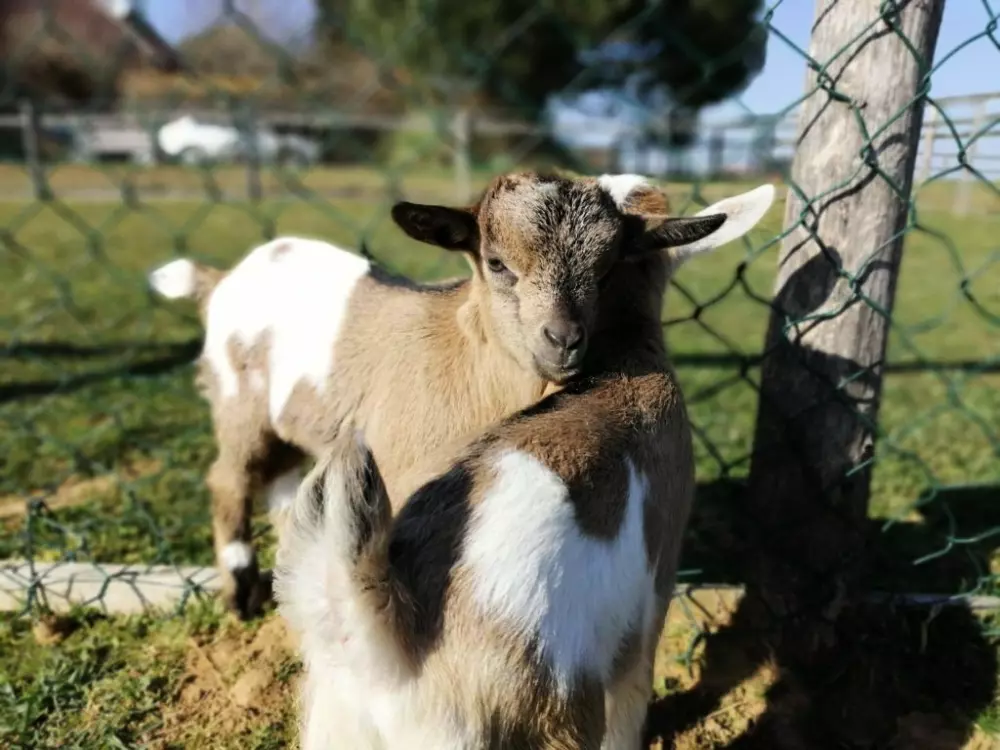 Camping Maeva Escapades Au P'tit Bonheur 3 Sterne★★★