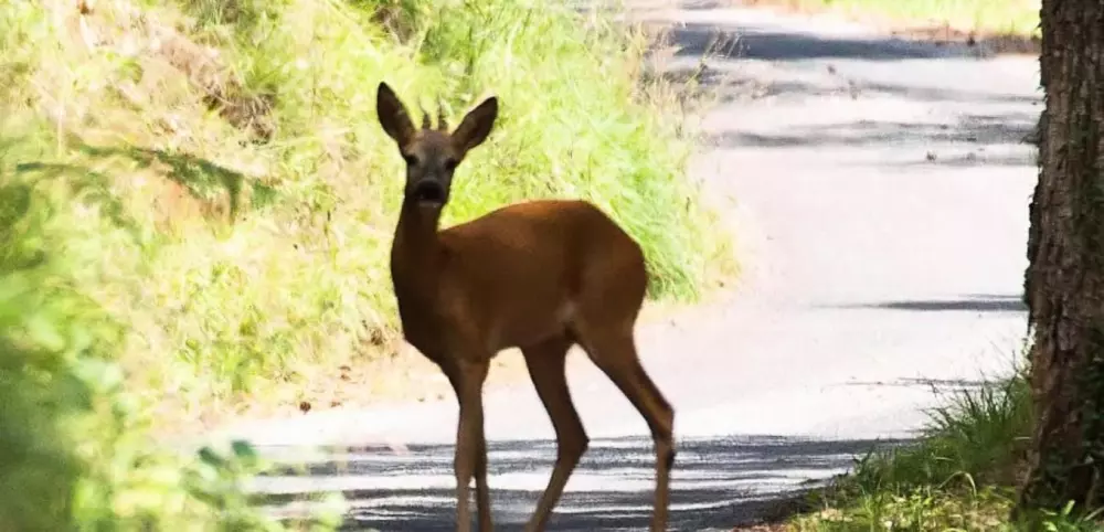 CAMPING THE FORET 3 Sterren★★★