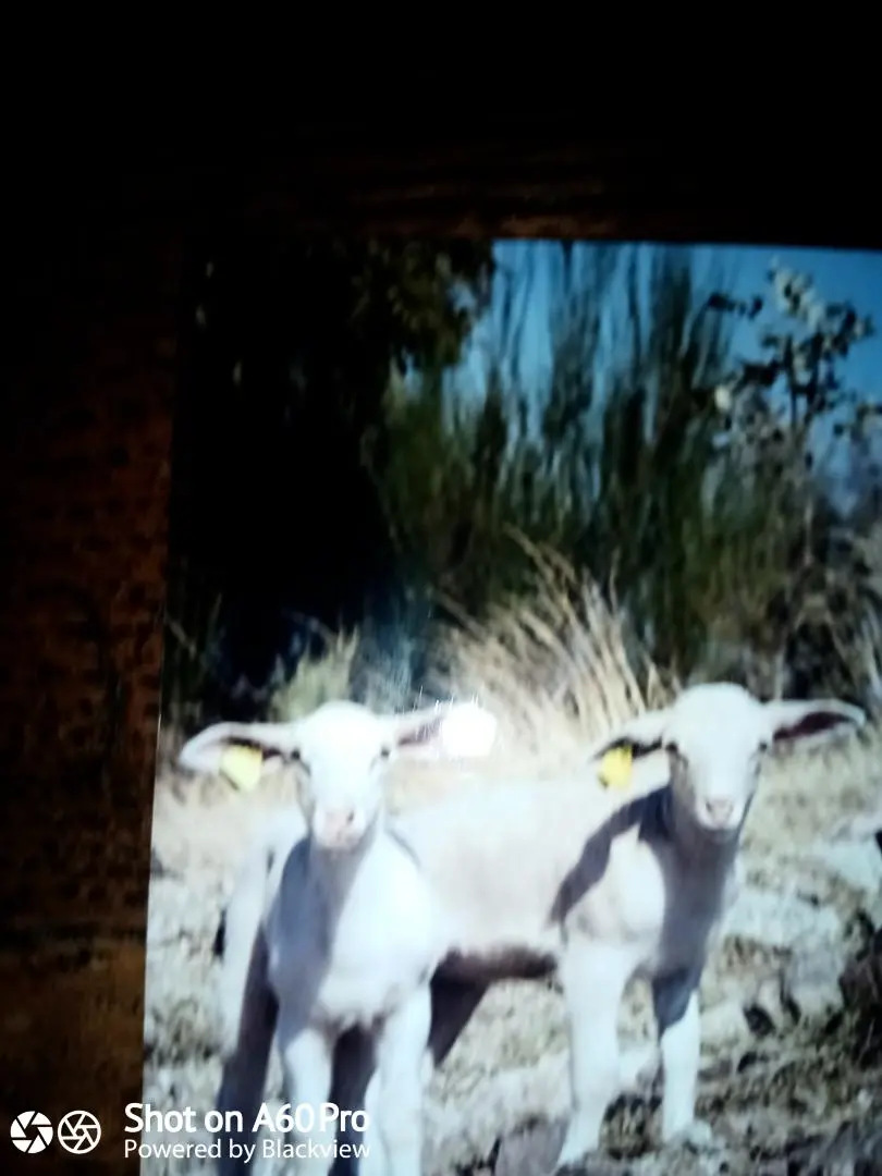 Gîte de France Le Four, Beyssiere Bauernhof 2 Ähren
