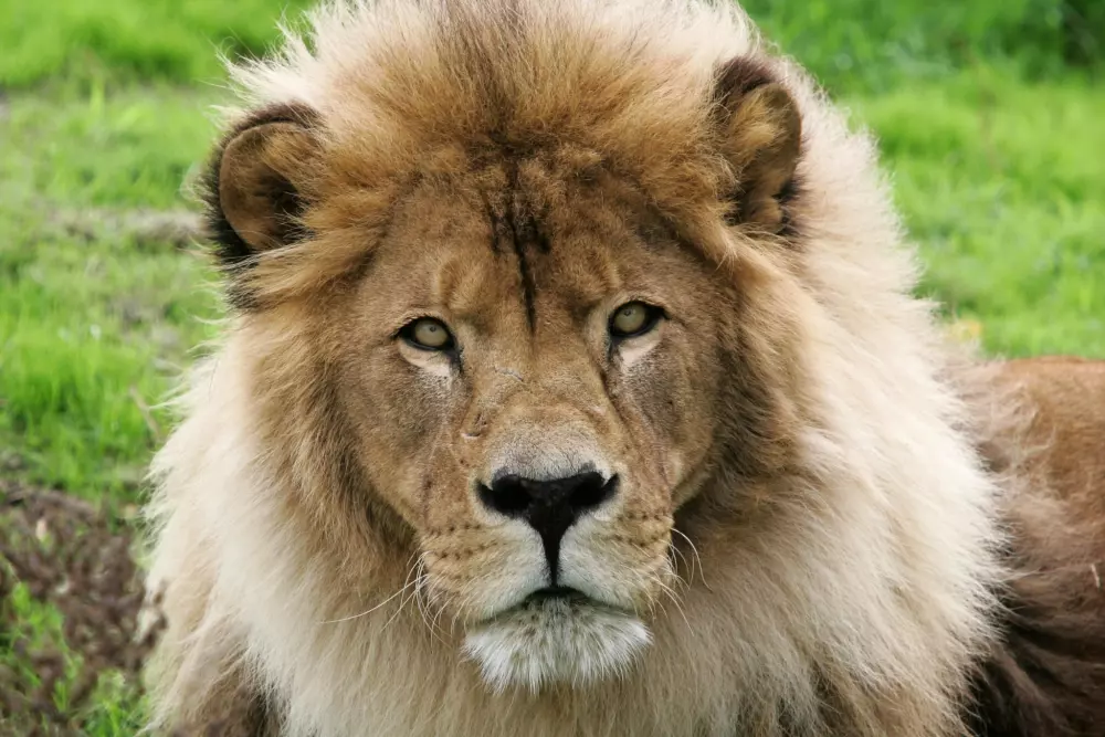 Camping Pen Palud 3 Sterren★★★