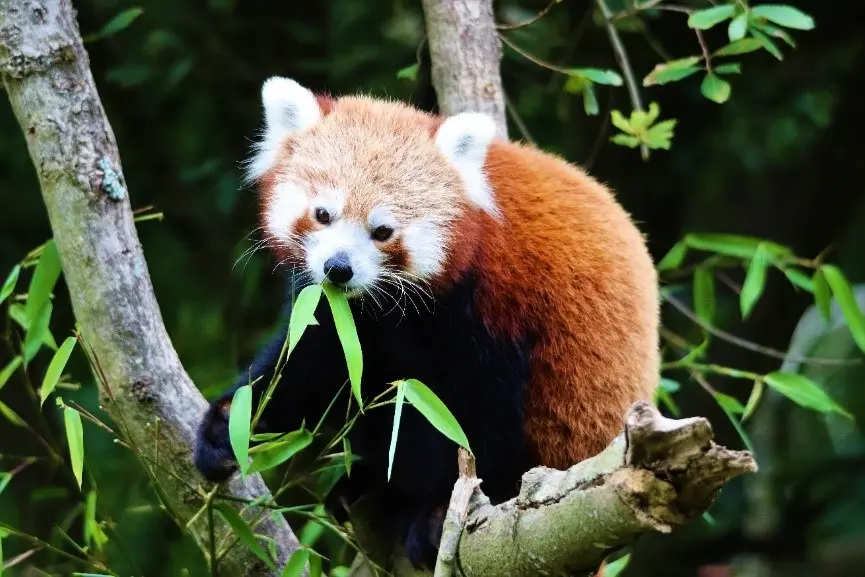 Gîte de France Die Kante des Holzes 3 Ohren