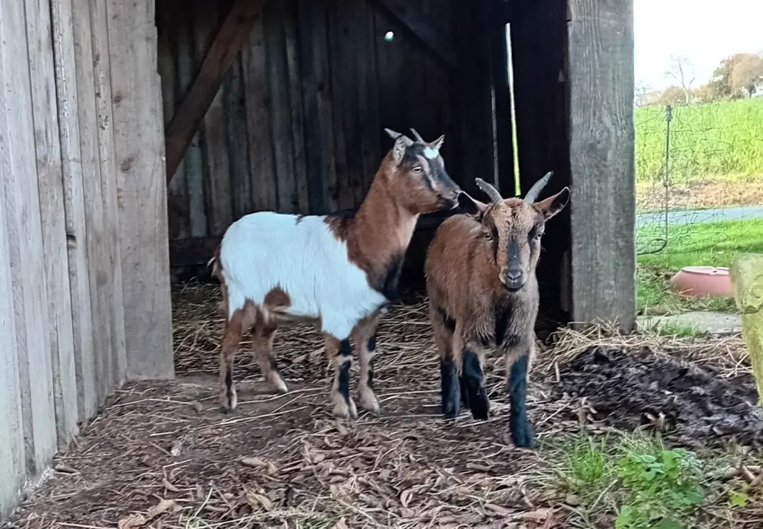 Gîte de France De kergomar 3 épis