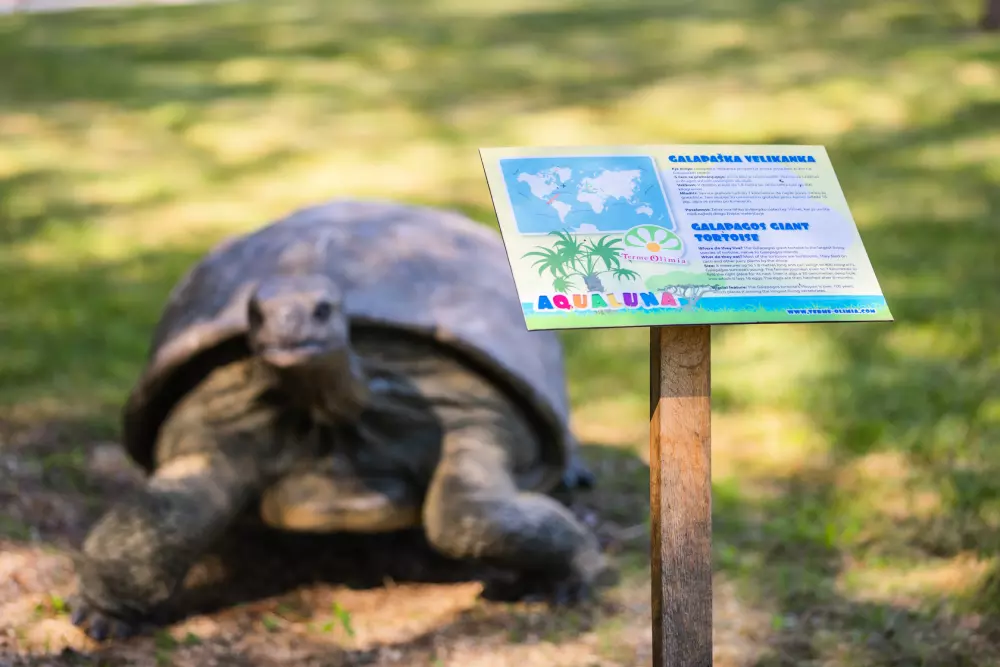 Terme Olimia 5 Csillagok★★★★★