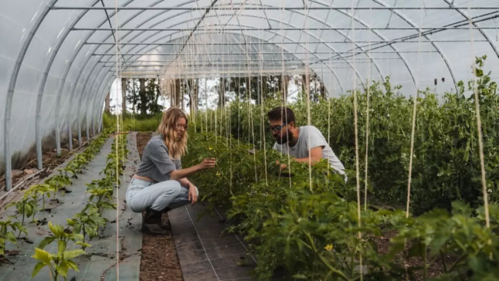 Ty Pois - Parcel Tiny House