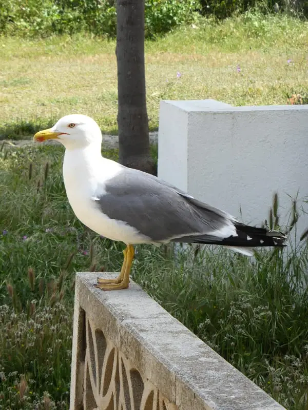 Ház La Mer közelében